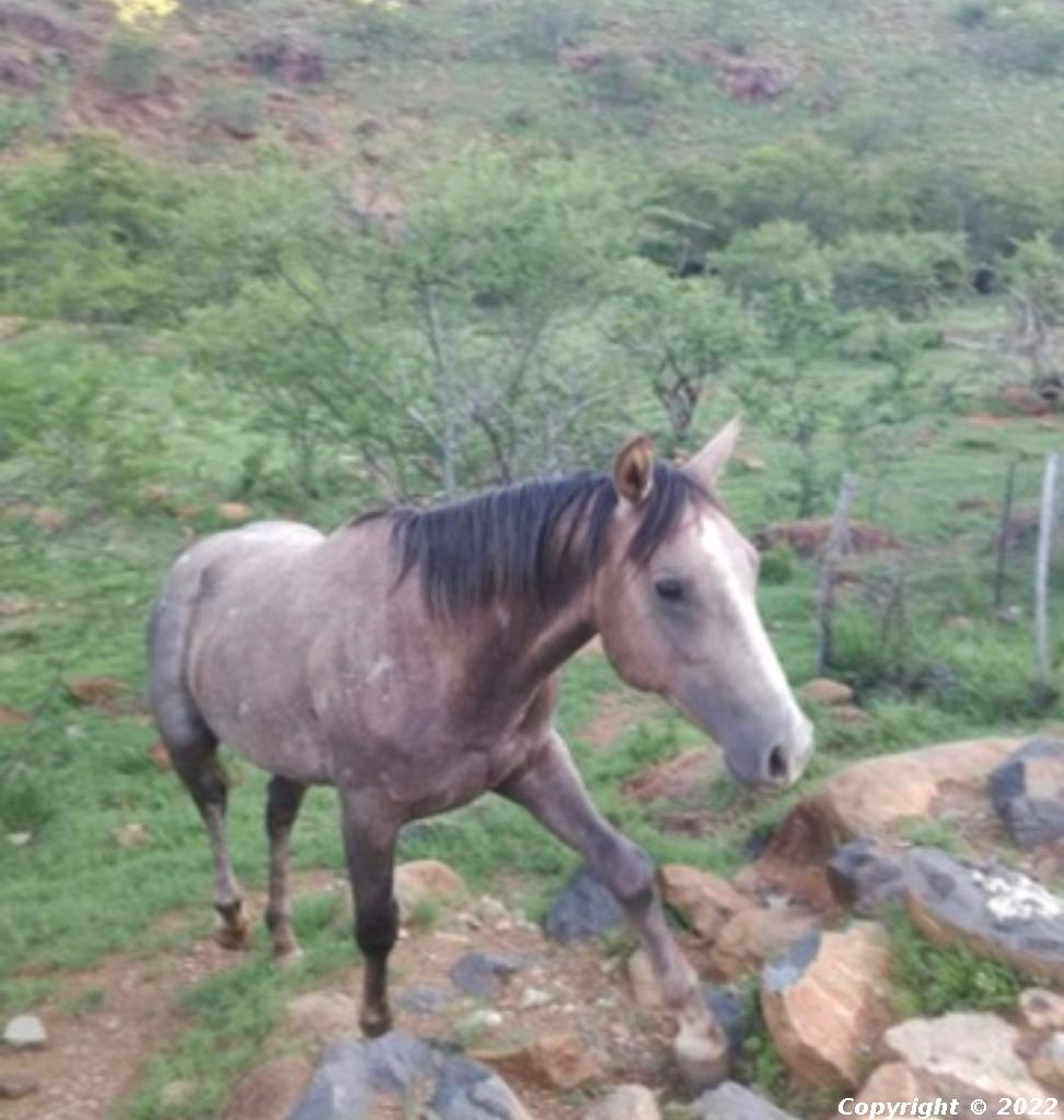 Sataria Double Bar King